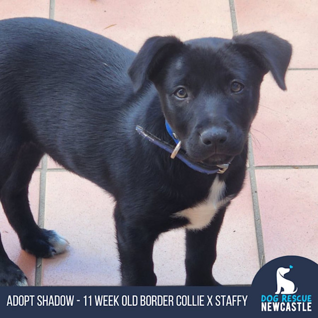 Photo of Shadow   11 Week Old Border Collie X (Trial)