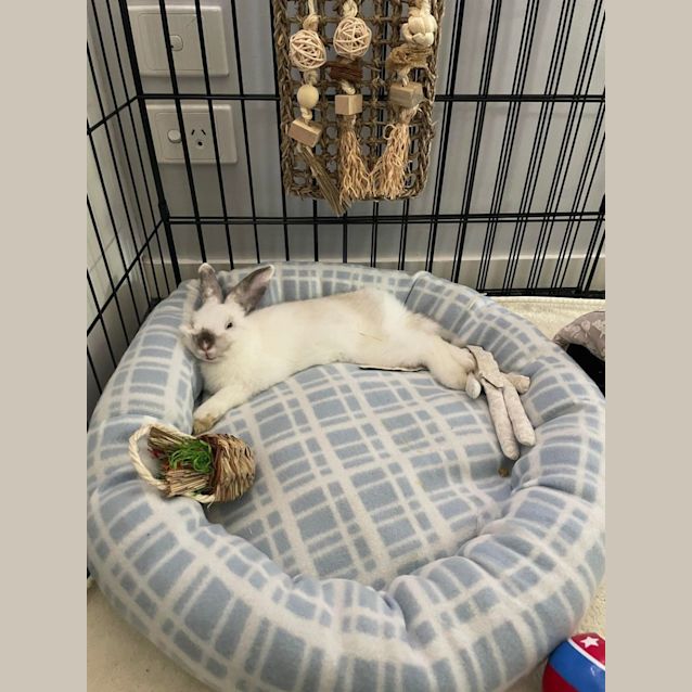 Photo of Cinnamon Scroll (Mouse)