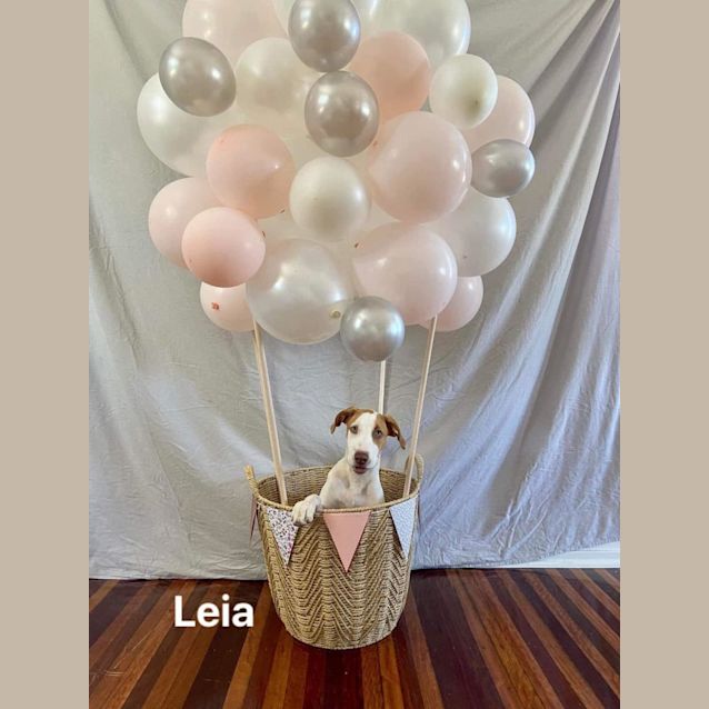 Photo of Leia