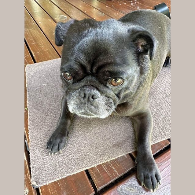 Photo of Betty & Mavis   5 Year Old Pugs (Hold)