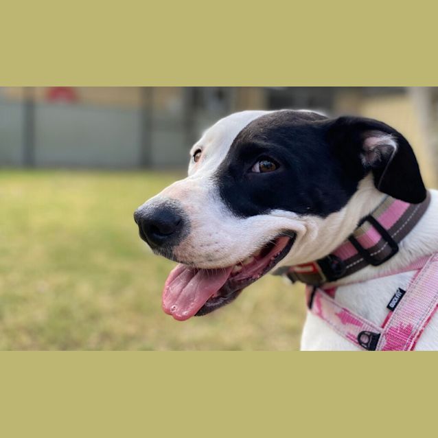 Photo of Bindi