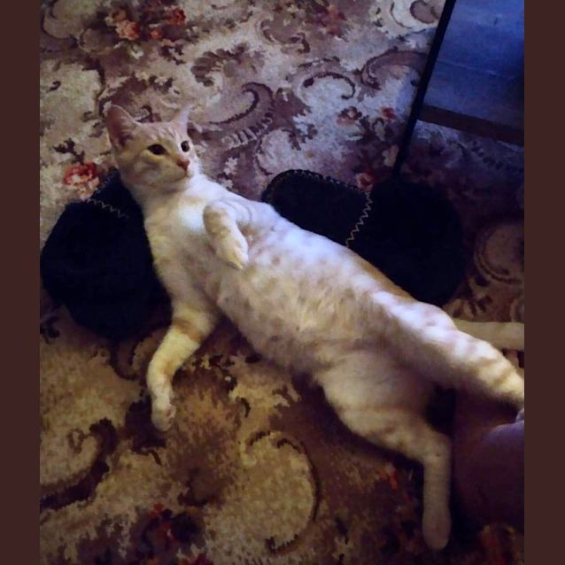 Photo of Mali & Taeko