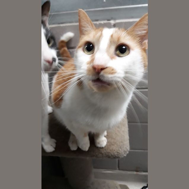 Photo of Spud