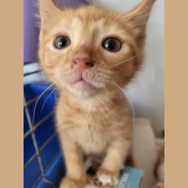 Photo of Gingerbread