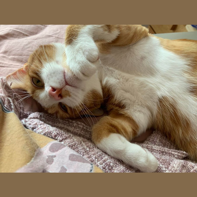 Photo of Henry