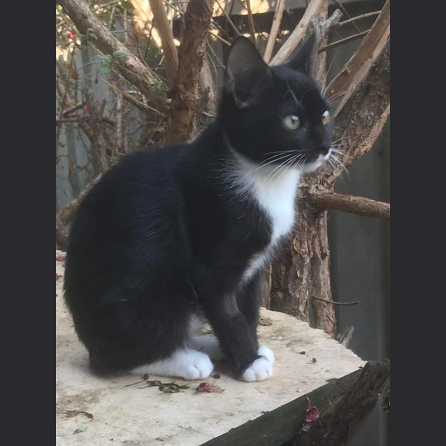 Photo of Cora