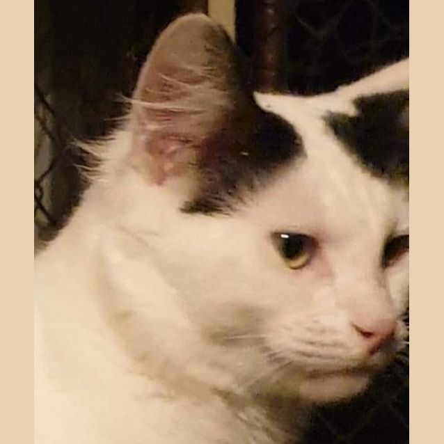 Photo of Mister