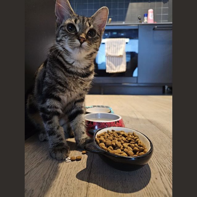 Photo of Tabby