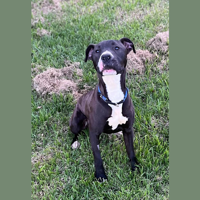 Photo of Shamrock