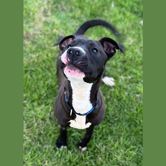 Photo of Shamrock