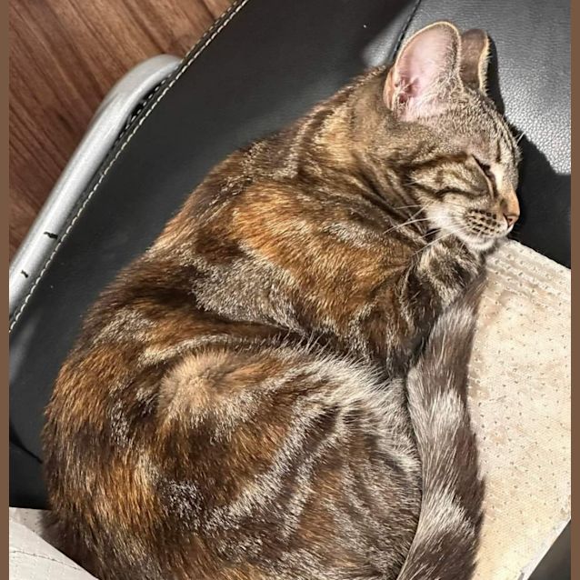 Photo of Dandelion