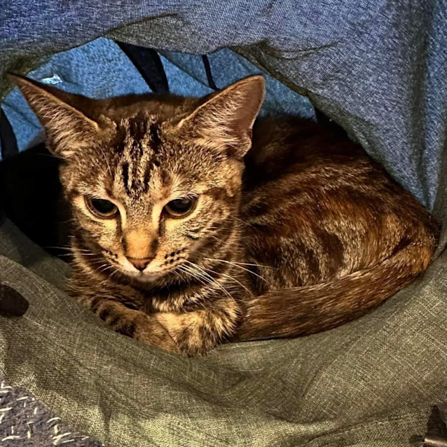 Photo of Dandelion