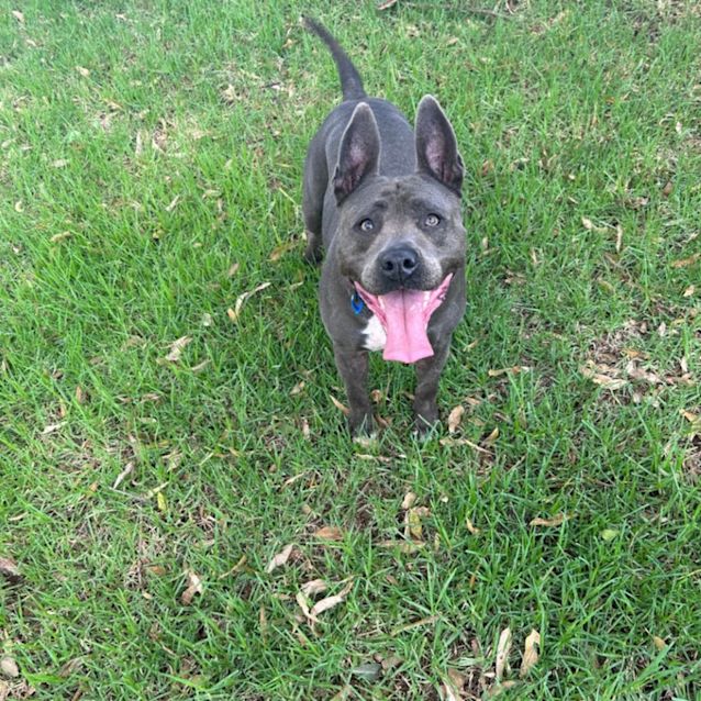 Photo of Lucky