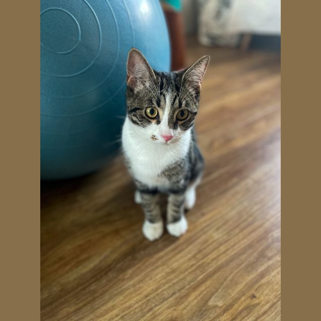 Photo of Dougal
