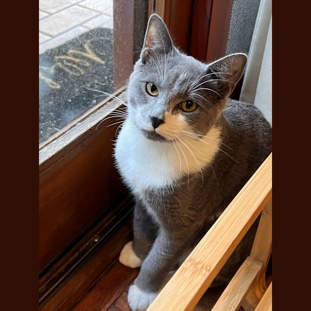 Photo of Blue