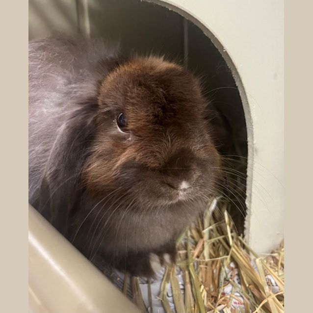 Photo of Goose