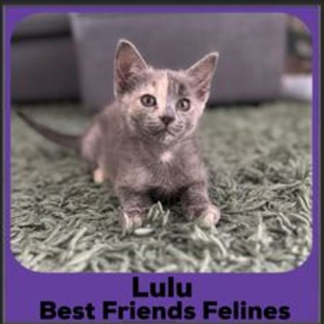 Photo of Lulu