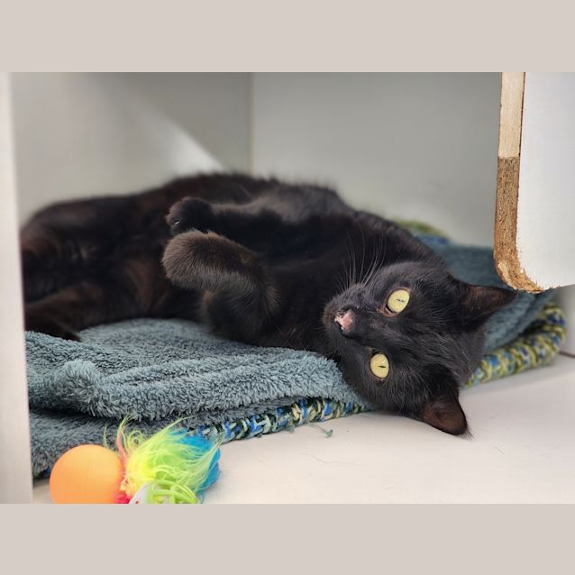 Photo of Neko