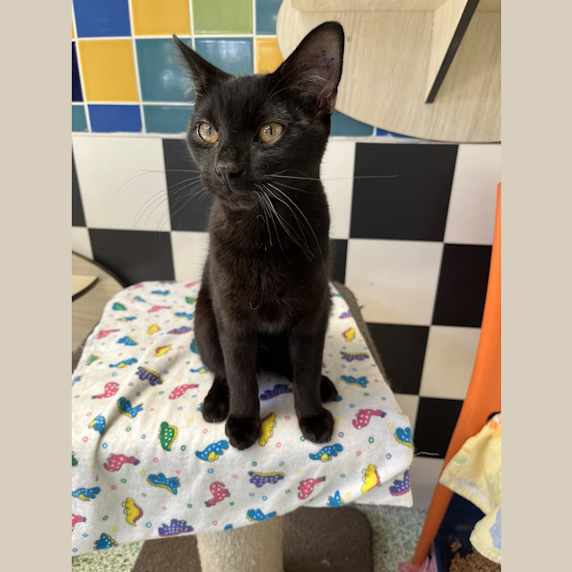 Photo of Shadow