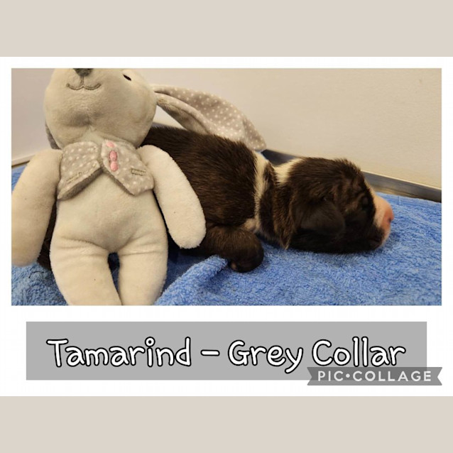 Photo of Tamarind (Grey Collar)