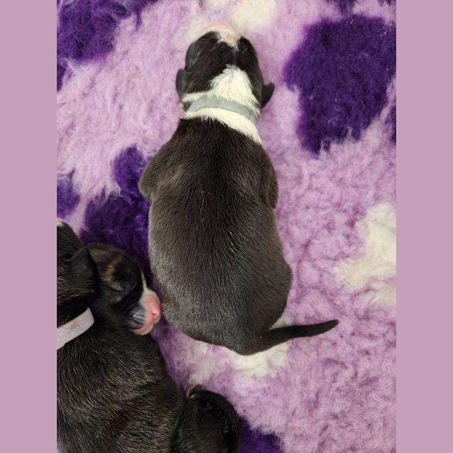 Photo of Tamarind (Grey Collar)