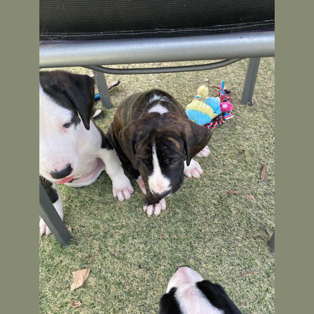 Photo of Tamarind (Grey Collar)