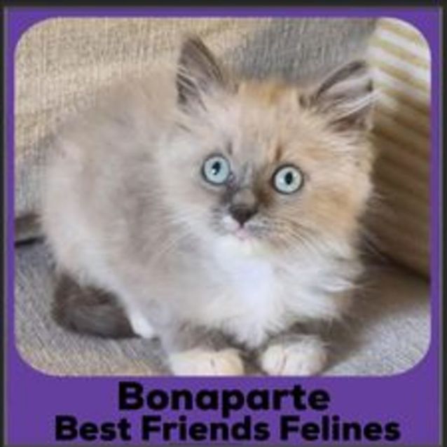 Photo of Bonaparte