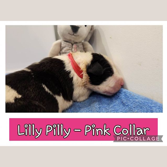 Photo of Lilly Pilly (Pink Collar)