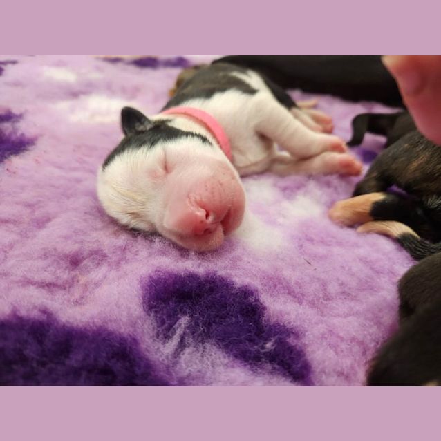 Photo of Lilly Pilly (Pink Collar)