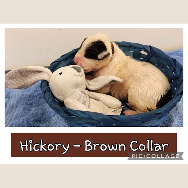 Photo of Hickory (Brown Collar)