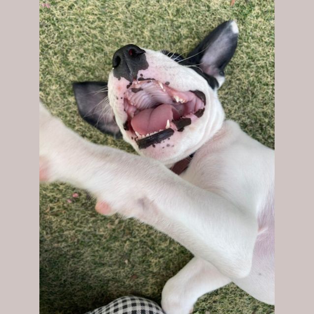 Photo of Hickory (Brown Collar)