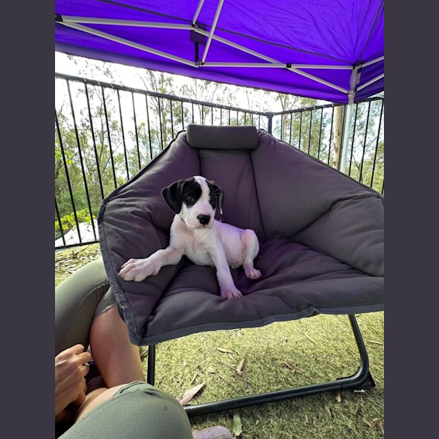 Photo of Hickory (Brown Collar)