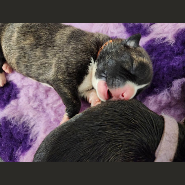 Photo of Daisy (Orange Collar)