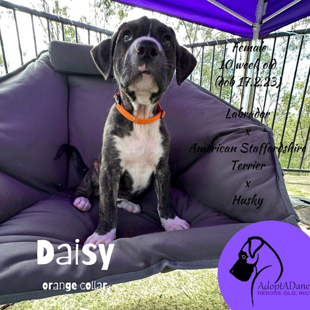 Photo of Daisy (Orange Collar)