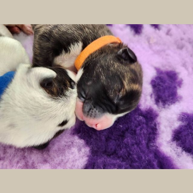 Photo of Daisy (Orange Collar)