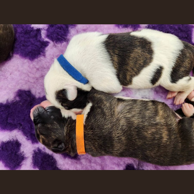 Photo of Daisy (Orange Collar)