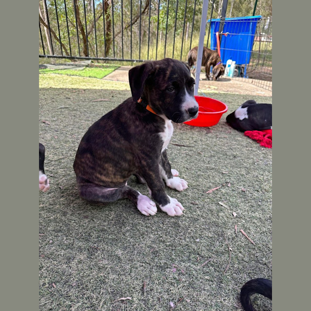 Photo of Daisy (Orange Collar)