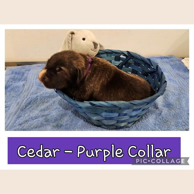 Photo of Cedar (Purple Collar)