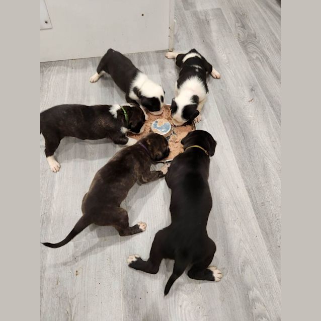 Photo of Cedar (Purple Collar)