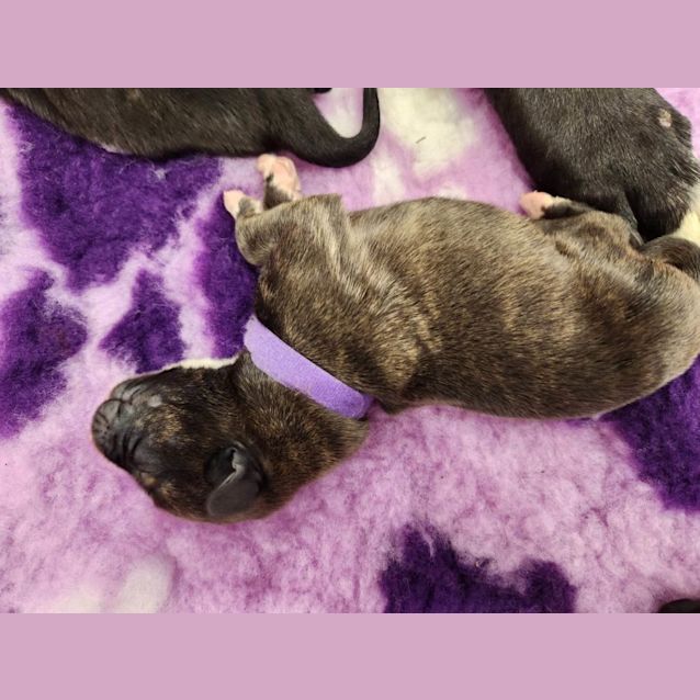 Photo of Cedar (Purple Collar)