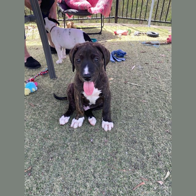 Photo of Cedar (Purple Collar)