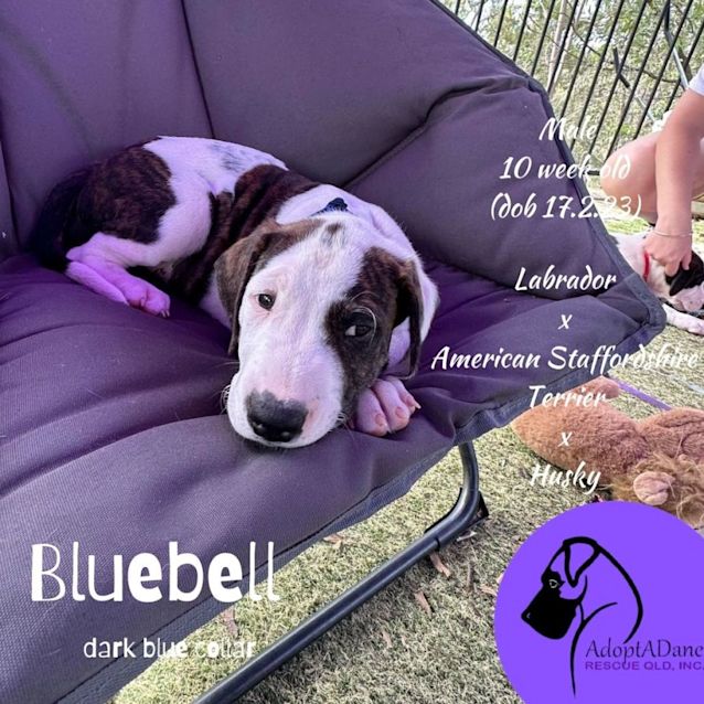 Photo of Bluebell (Dark Blue Collar)