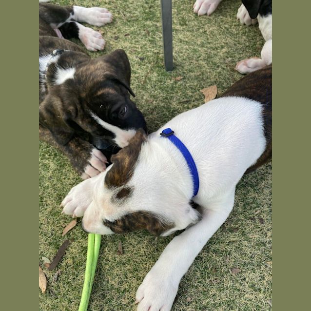 Photo of Bluebell (Dark Blue Collar)