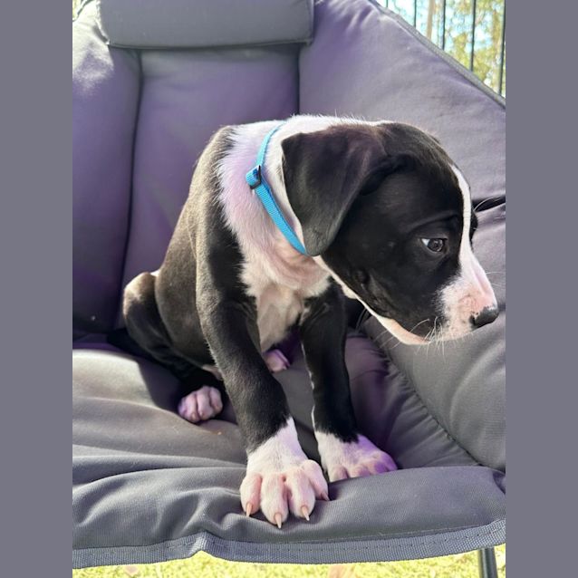 Photo of Aspen (Light Blue Collar)