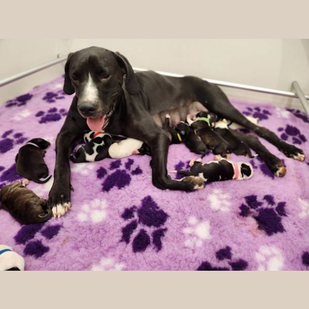 Photo of Aspen (Light Blue Collar)