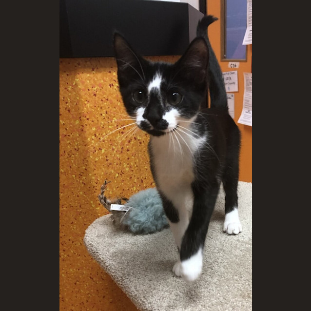 Photo of Smudge