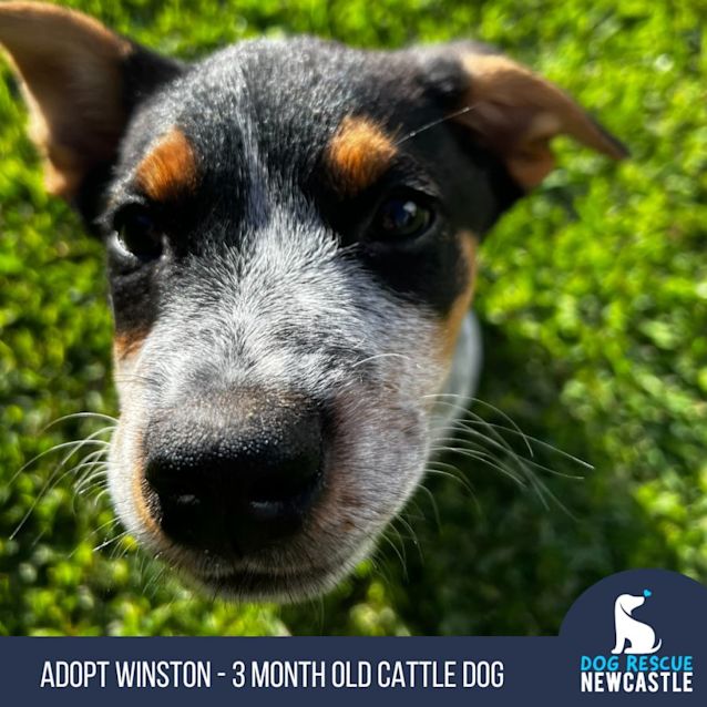 Photo of Winston   3 Month Old Cattle Dog (Trial)