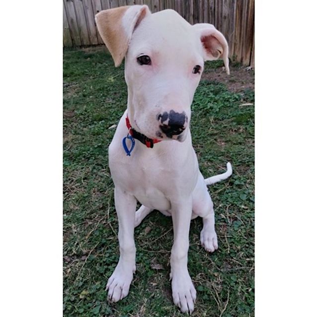 Photo of Betty *$250 Adoption Fee*