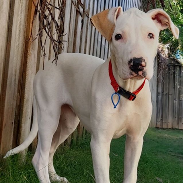 Photo of Betty *$250 Adoption Fee*