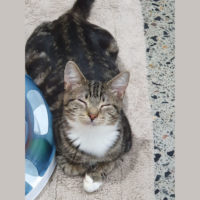 Photo of Tiger